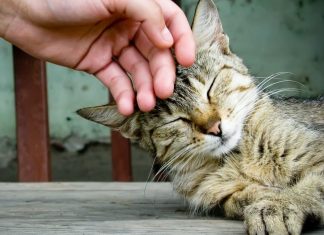 Makanan Untuk Kucing Harus Bergizi, Ini Alasan Perlunya Memperlakukan Kucing Dengan Baik Menurut Islam Makanan Untuk Kucing 1