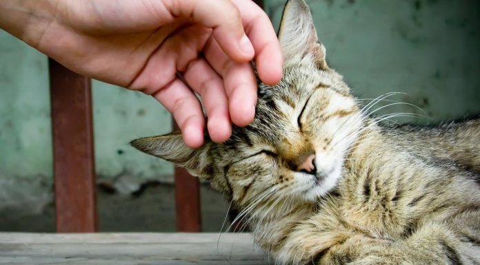 Makanan Untuk Kucing 1