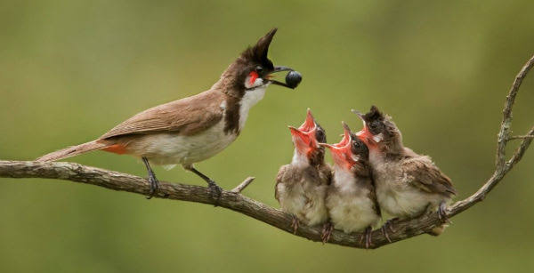 manfaat Surat Yaasin