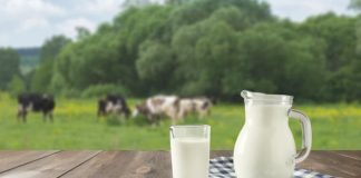 Manfaat Susu Sapi Menurut Alquran dan Hadits Manfaat susu sapi