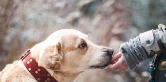 Ngeyel Pelihara Anjing