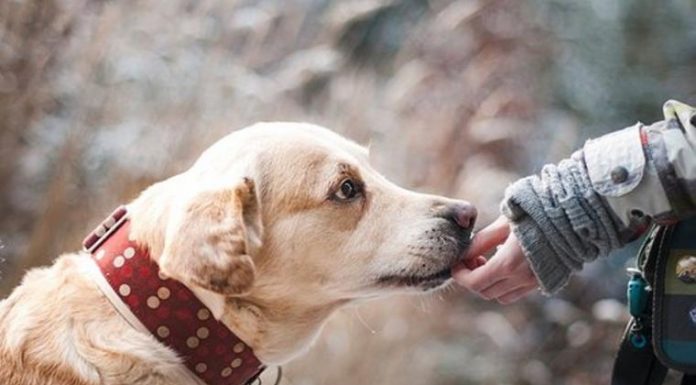 Ngeyel Pelihara Anjing