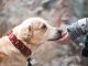Masih Ngeyel Pelihara Anjing? Simak Konsekuensinya dalam Islam Ngeyel Pelihara Anjing