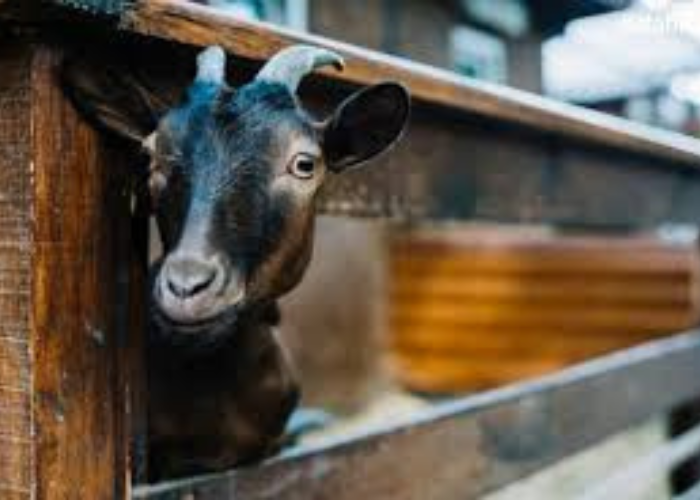 Nisab zakat kambing 