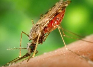 Nyamuk-Anopheles-Malaria