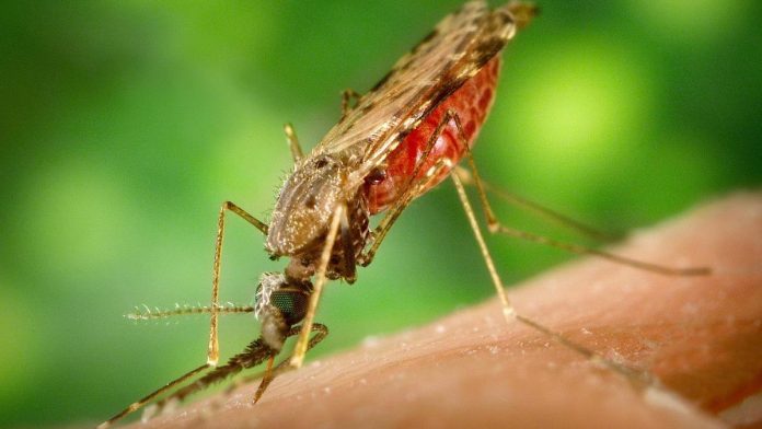 Nyamuk-Anopheles-Malaria Nyamuk-Anopheles-Malaria