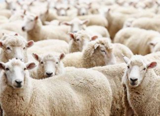 Pemkab Brebes Pantau Penjualan Hewan Qurban