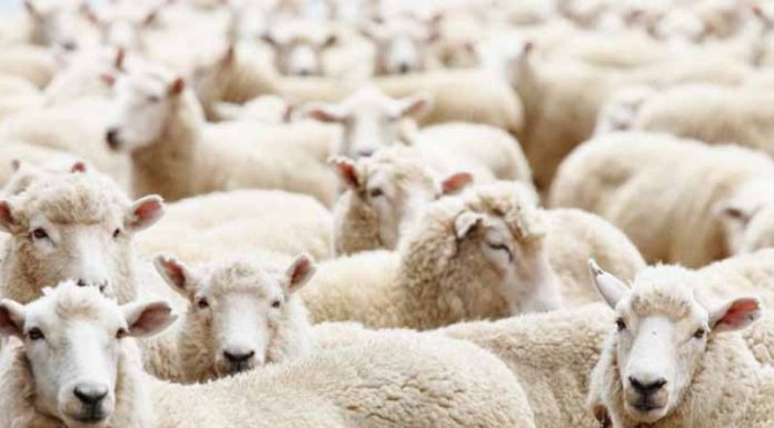Pemkab Brebes Pantau Penjualan Hewan Qurban, Begini Syarat Hewan Qurban Menurut Islam! Pemkab Brebes Pantau Penjualan Hewan Qurban
