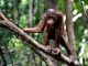 Penyelundup Orangutan Ditangkap 1