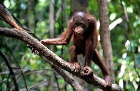 Penyelundup Orangutan Ditangkap 1