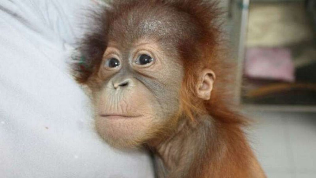 Penyelundup Orangutan Ditangkap 2