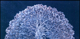 perbedaan arsy dan sidratul muntaha