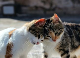 Perempuan di Malaysia Ditangkap Karena Pukul Kucing Sampai Mati