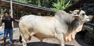 Presiden Jokowi kurban