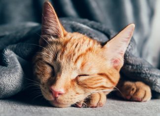 Sayangi Kucing Dengan Beberapa Cara Ini Menurut Islam! Sayangi Kucing 1