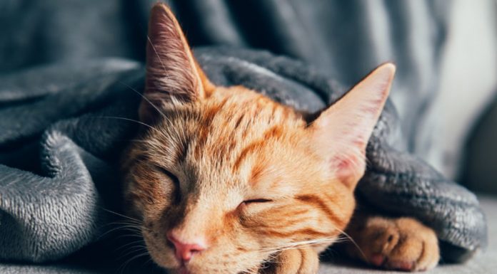 Sayangi Kucing 1