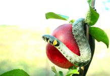 Sejarah Islam: Adam dan Hawa, Manusia Pertama yang Diturunkan Allah ke Bumi Sejarah Islam: Adam dan Hawa, Manusia Pertama yang Diturunkan Allah ke Bumi