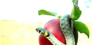 Sejarah Islam: Adam dan Hawa, Manusia Pertama yang Diturunkan Allah ke Bumi