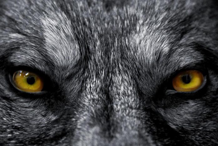 Syetan Bagaikan Serigala Kawanan Kambing – H.R Ahmad