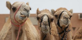 Trik Bisa Berqurban Unta di Indonesia