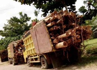 Viral Video Truk Pengangkut Kayu di Lumajang Ugal-ugalan, Inilah Cara Menjaga Keselamatan Diri di Jalan Raya!