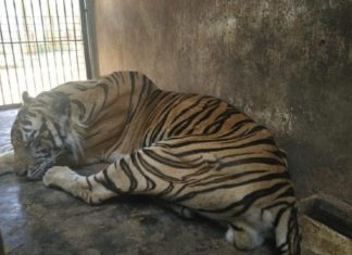 Viral Harimau Terlihat Kurus dan Begini Pandangan Islam