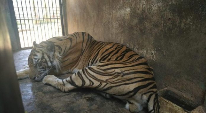 Viral Harimau Terlihat Kurus di Kebun Binatang, Bagaimana Adab Memperlakukan Hewan Dalam Islam? Ini Anjurannya! Viral Harimau Terlihat Kurus dan Begini Pandangan Islam