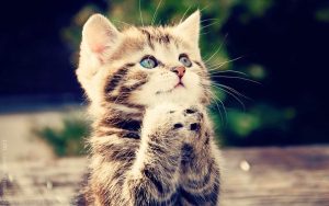 Viral Kucing Diinjak Hingga Tewas Begini Hukumnya