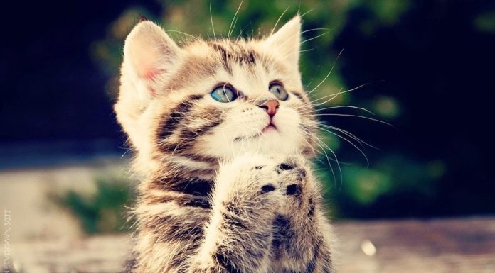 Viral Kucing Diinjak Hingga Tewas Begini Hukumnya