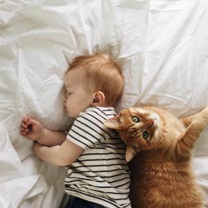 Viral Kucing Diinjak Hingga Tewas Dilarang Dalam Islam