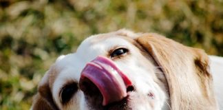 air liur anjing, najiskah