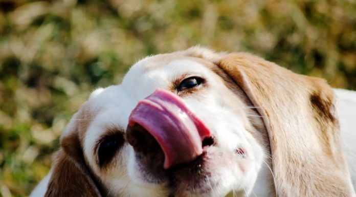 air liur anjing, najiskah