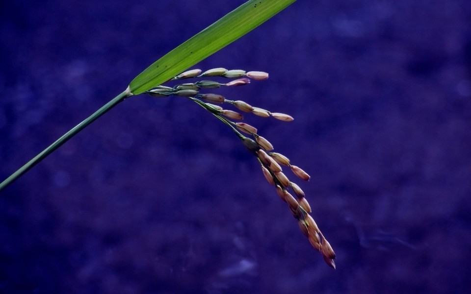 Aktor Shah Rukh Khan