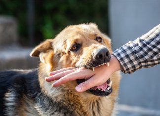 Apa Itu Rabies? Penyakit yang Sering Dikaitkan dengan Anjing apa itu rabies