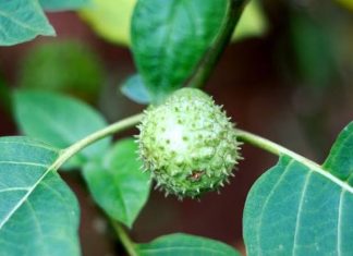 Bahaya Buah Kecubung, Haramkah Dimakan? bahaya buah kecubung