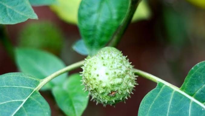 bahaya buah kecubung
