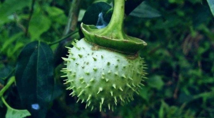 Makan Buah Kecubung di Indonesia, Apakah Dilarang dalam Agama? Buah kecubung di Indonesia