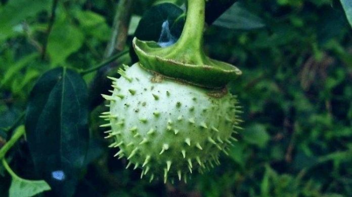 buah-kecubung-di-Indonesia Buah kecubung di Indonesia