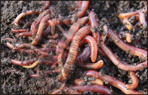 cacing tanah