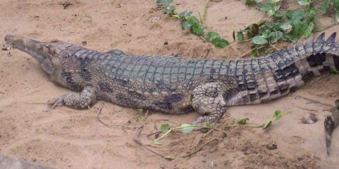 buaya daging buaya - Selama ini, masyarakat selalu memiliki ketertarikan pada berbagai macam kuliner