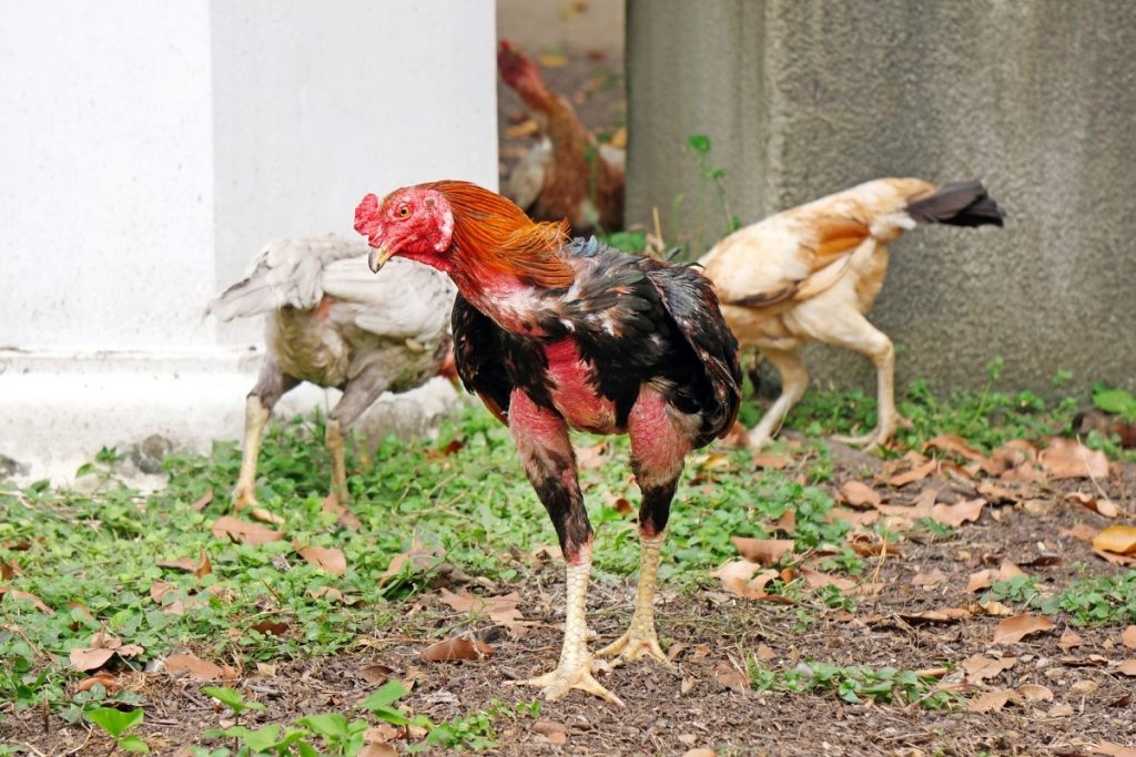 doa memotong ayam