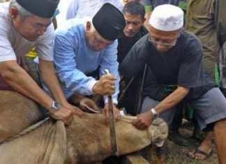 Tata Cara dan Doa Menyembelih Hewan Kurban doa menyembelih hewan kurban