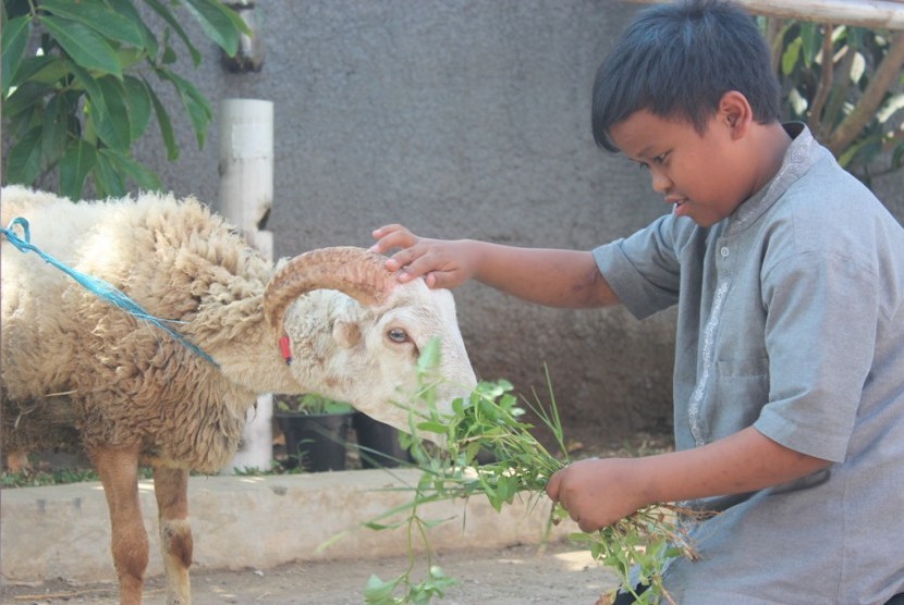 doa menyembelih hewan qurban