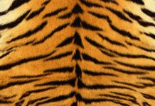 Fashion Islami: Larangan Menggunakan Kulit Macan oleh Rasulullah Fashion Islami: Larangan Menggunakan Kulit Macan oleh Rasulullah