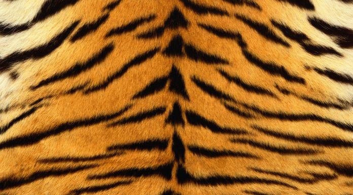 Fashion Islami: Larangan Menggunakan Kulit Macan oleh Rasulullah Fashion Islami: Larangan Menggunakan Kulit Macan oleh Rasulullah