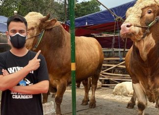 Harga Sapi Kurban Tinggi, Tak Surutkan Semangat Idul Adha Harga Sapi Kurban