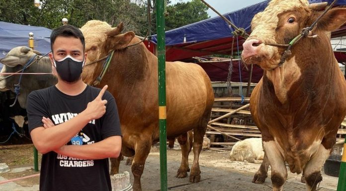 Harga Sapi Kurban