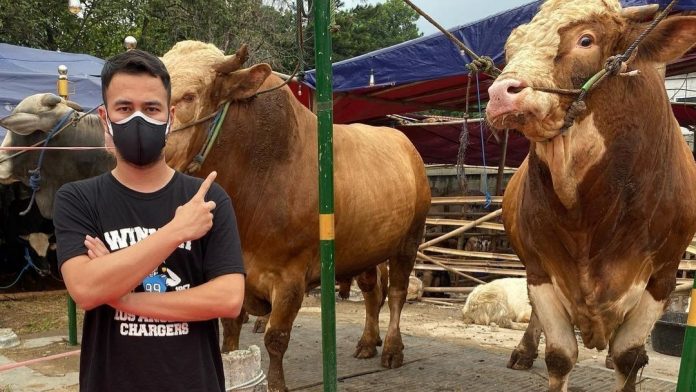Harga Sapi Kurban