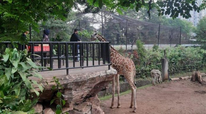 kebun binatang Bandung
