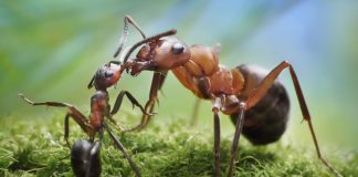 Kisah Para Nabi: Sulaiman Dan Semut-Semut